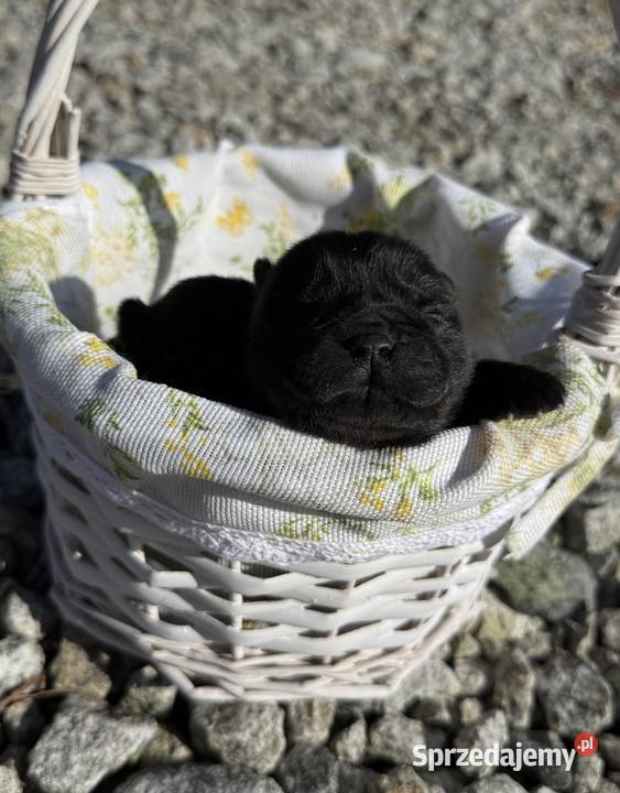 Suczka chow chow Ostrów Wielkopolski