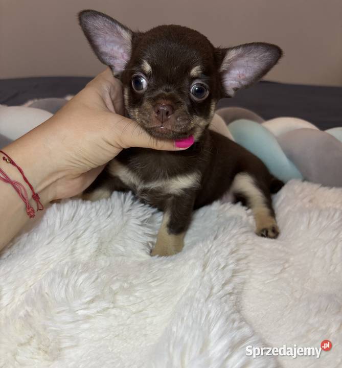 Chihuahua długowłosy piesek choco tan badania Bełchatów sprzedam