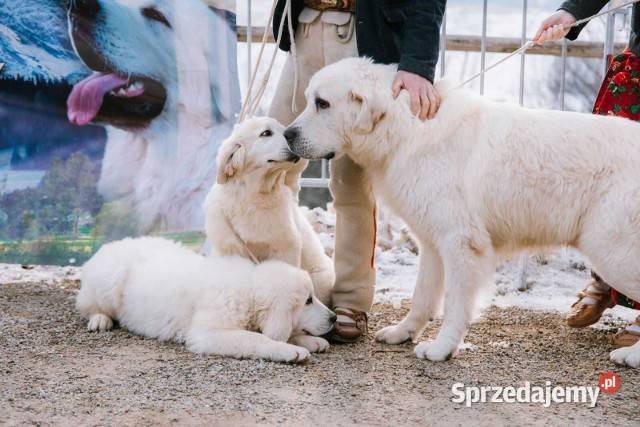 Reproduktor Polski Owczarek Podhalański