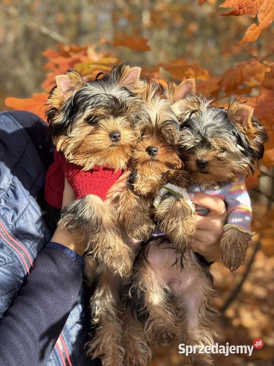 Hodowla Edi Stars ZKwPFCI Yorkshire Terrier z Bydgoszcz