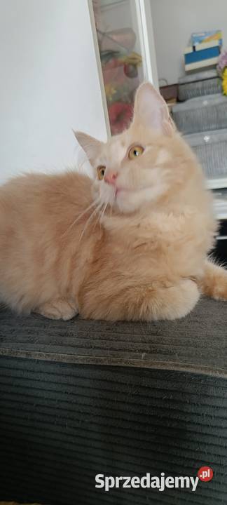 Gryzek Maine Coon Starogard Gdański