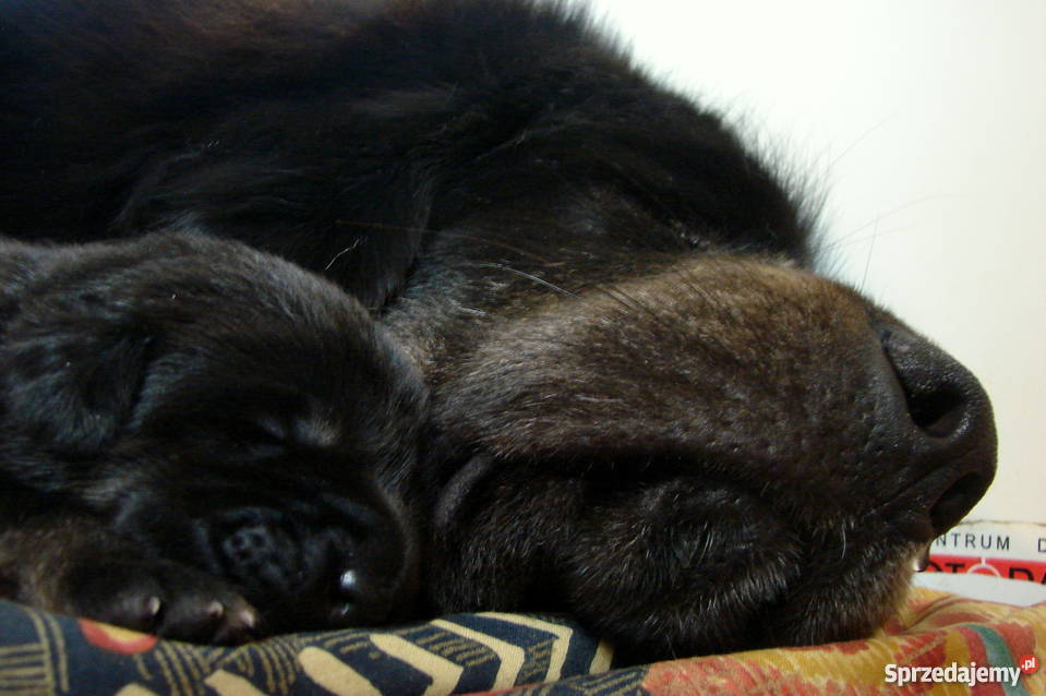 Mastif Tybetański szczeniaki Helenów