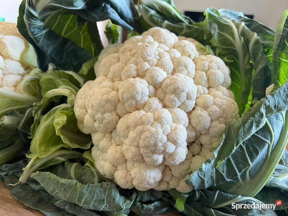 Kalafior mały warzywa Warszawa