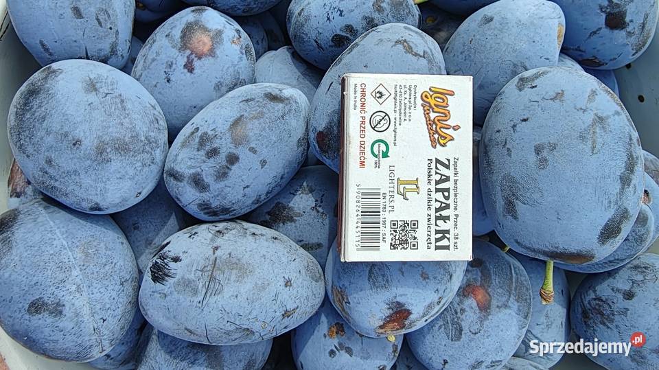 Świeże śliwki prosto z mojego sadu bez chemi Kowala