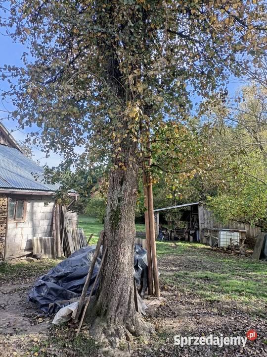 Drzewo grusza Opał podkarpackie Leszczawa Górna