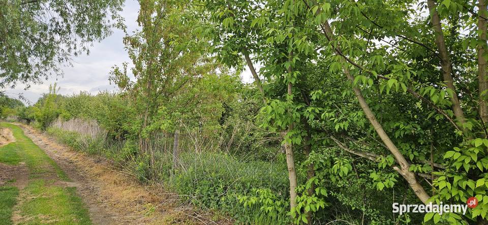 Działka ogrodnicza sad 8zł/m2 Zawichost