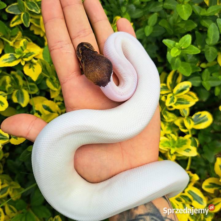 Samiczka Mahogany Black Pastel Pied 2025 Bydgoszcz