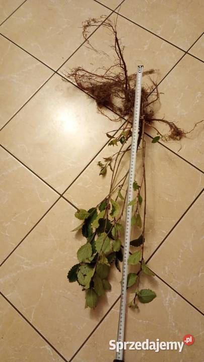 Aronia 2letnia Pozostałe Głowaczów