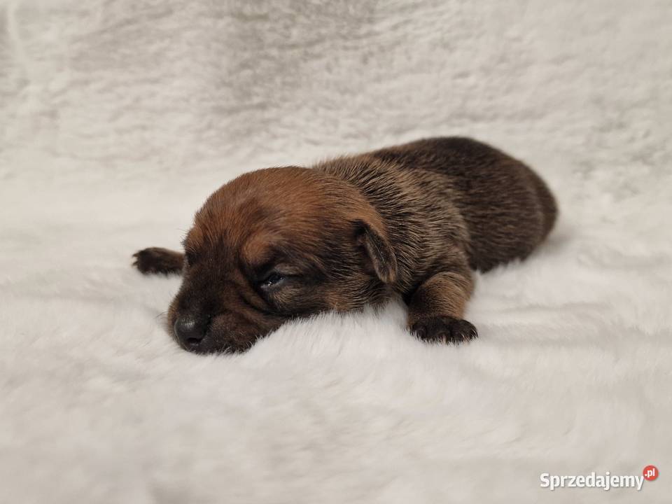 Pinczer miniaturowy XXS zapowiedź miotu ratlerek Myszyniec sprzedam