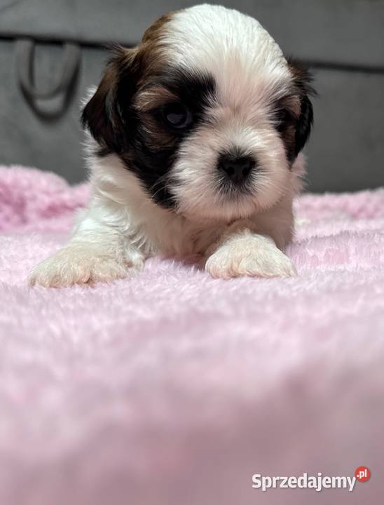 Shih Tzu samiec suka chłopczyk dziewczynka Shih Tzu pomorskie