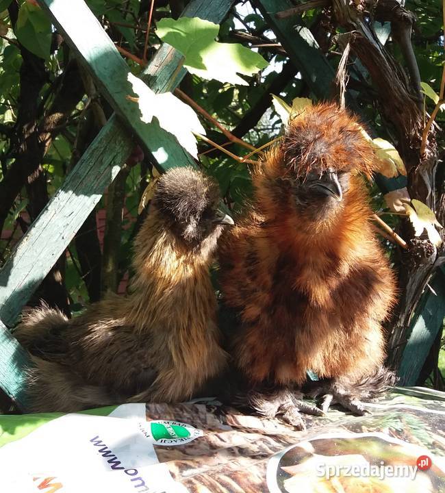 Jajka lęgowe silki Barcin sprzedam