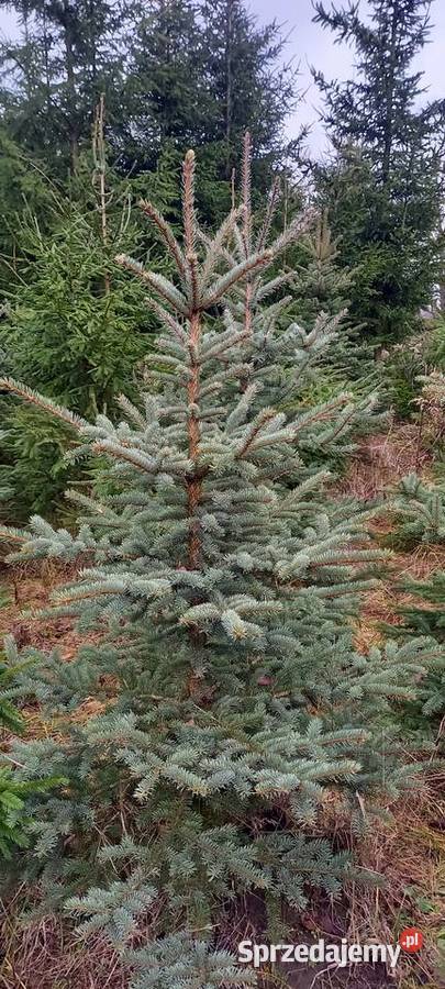 Choinka świerk srebrny Krasnystaw