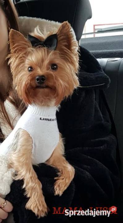 Yorkshire Terrier ZKwP FCI Zbąszynek
