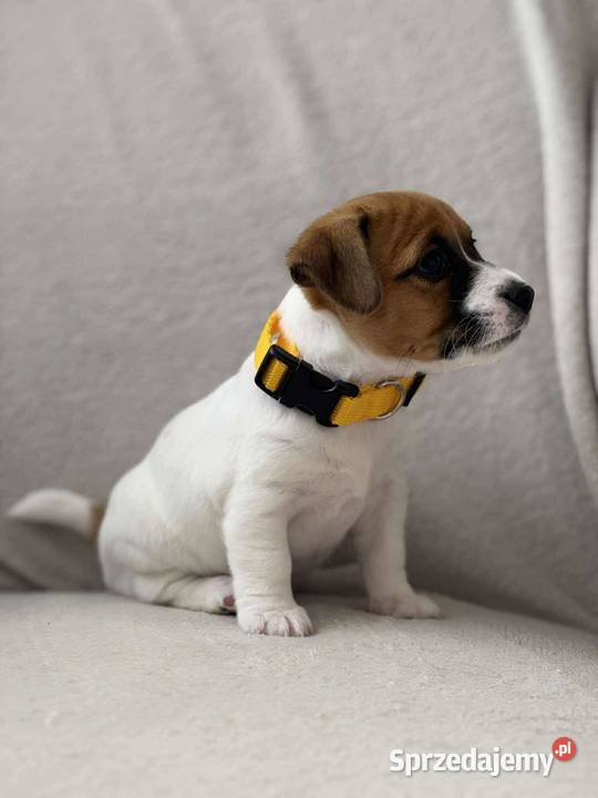Szczenięta ZKwP FCI Jack Russell Terrier Osobnica sprzedam