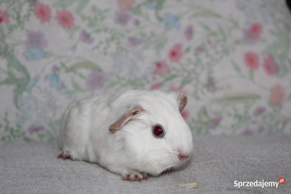 Świnka morskaświnki morskie cavia domowa wielkopolskie
