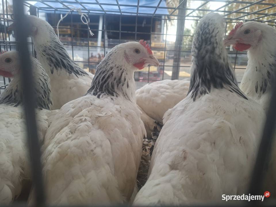 Kury Nioski Lohmann leghorn Rosa Dominant Częstochowa