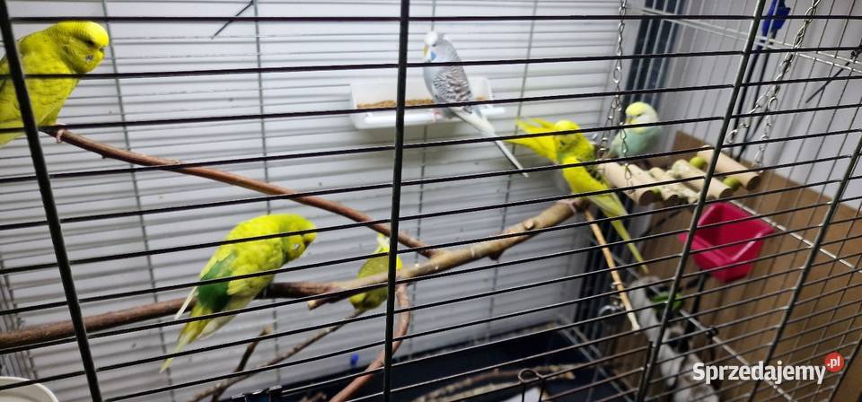 Sprzedam papugi faliste młode z tego roku pomorskie Gdynia