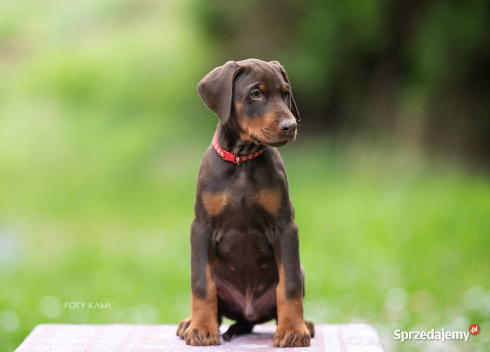 Doberman FCI Cudowne szczenięta