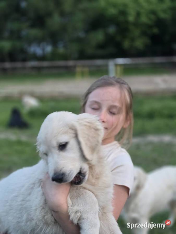 Golden Retriever FCI suczka zkwp