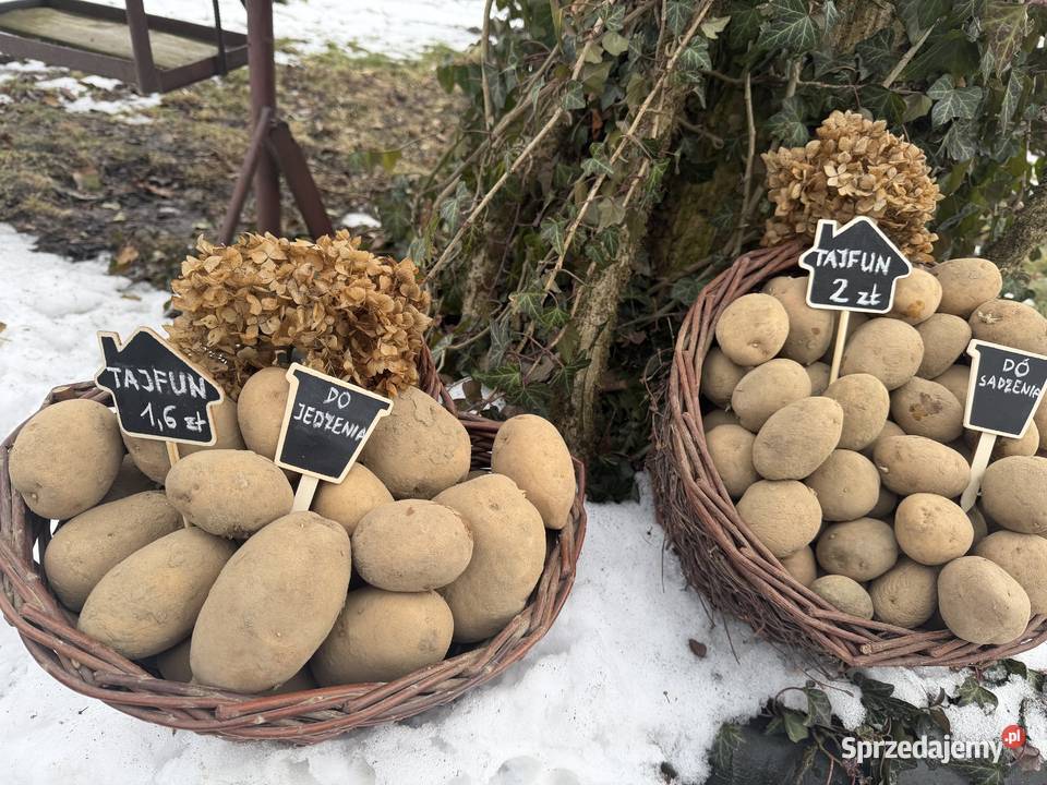 Ziemniaki tajfun do jedzenia i sadzenia Wadowice