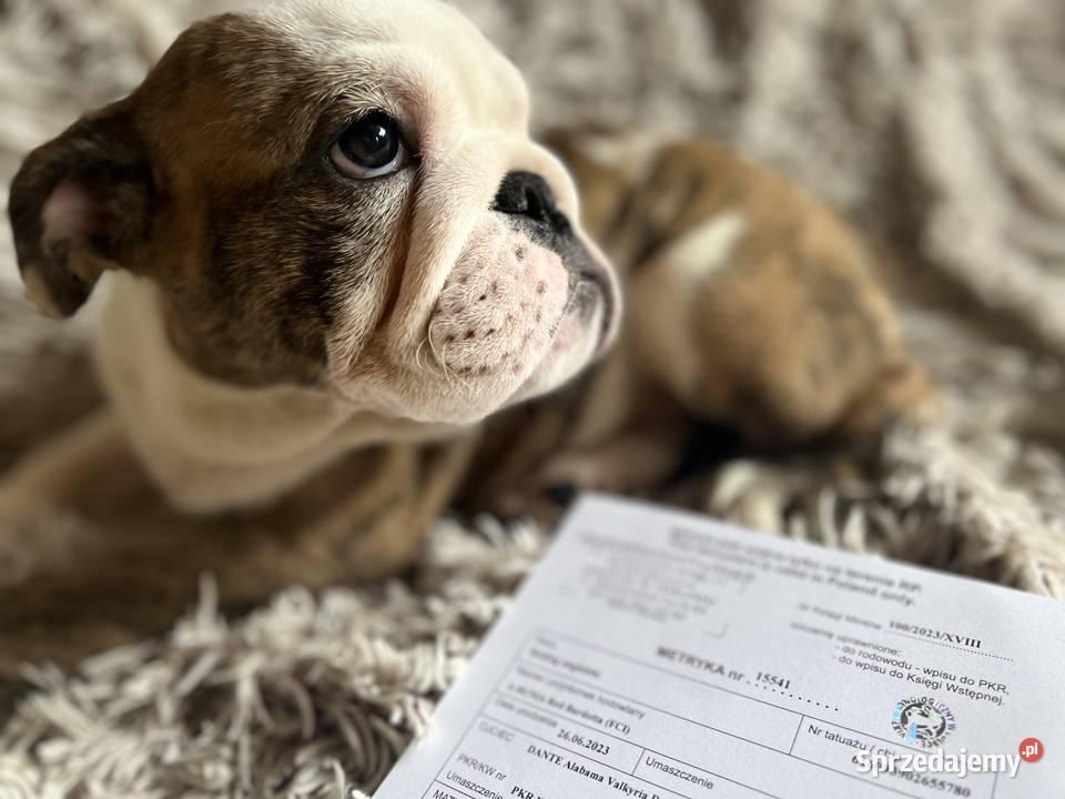 Buldog Angielski Buldog Toruń sprzedam
