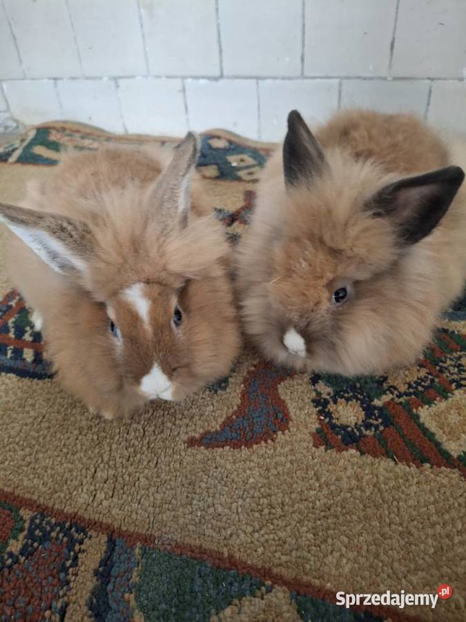Króliczki miniaturki teddy Polanka Wielka