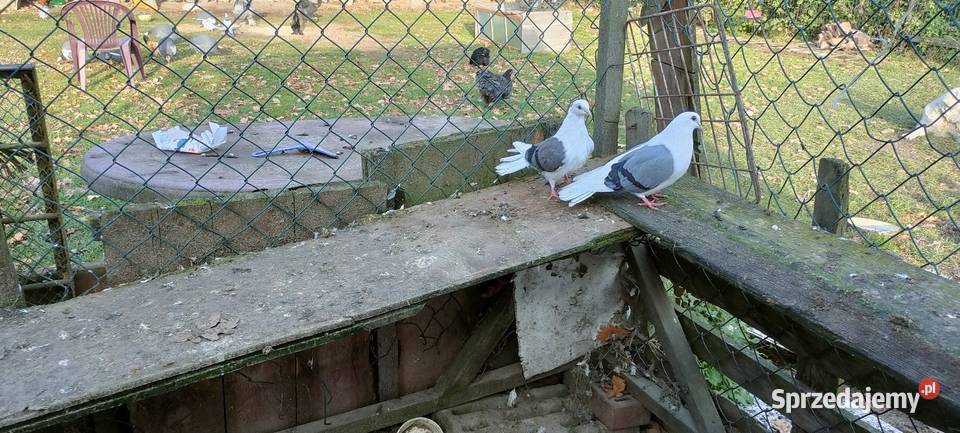 Sprzedam gołębie orliki pawiki Tokarówka