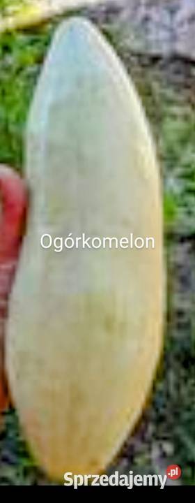 Ogórek sałatkowy długi nasiona wschodnie Kraków