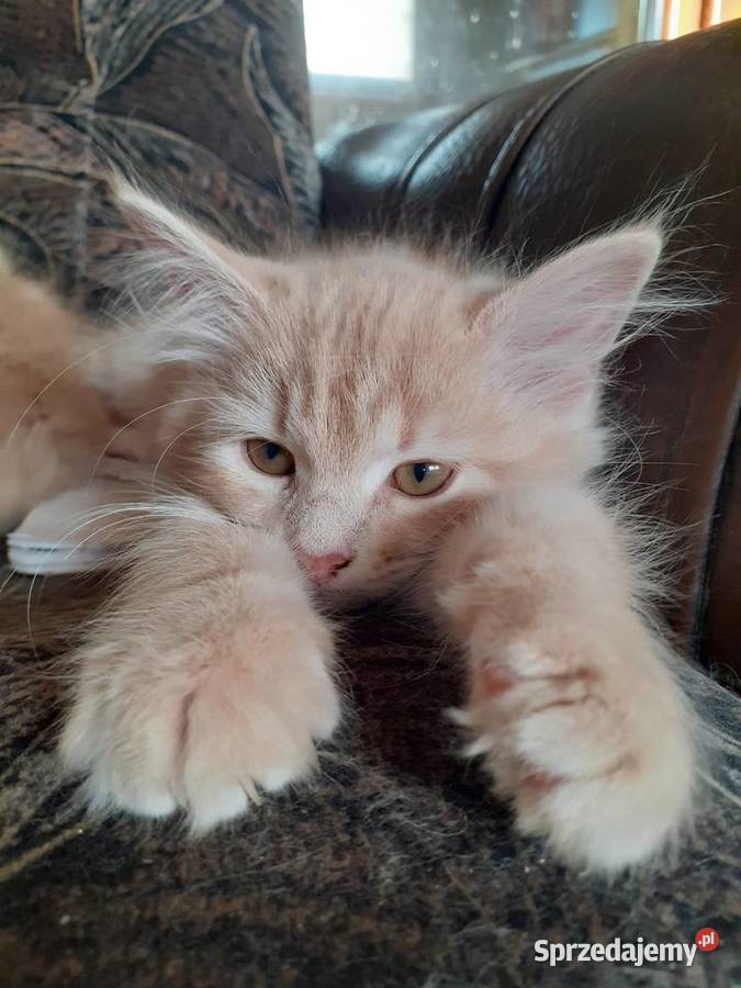 Śliczne Koteczki Syberyjskie IRESA i IGA Sochaczew