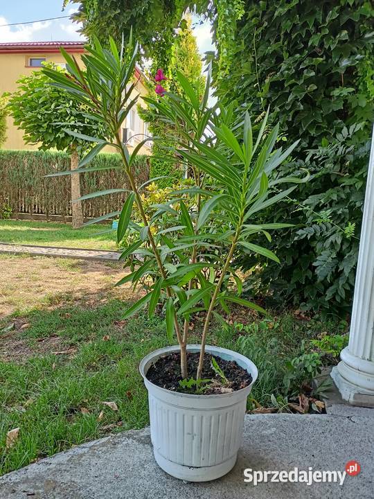 Oleander różne kolory