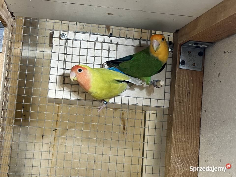 Nierozłączki czerwonoczelne Przeworsk