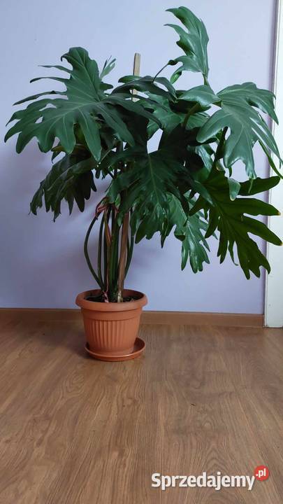 Philodendron roślina 100 Pstrągowa
