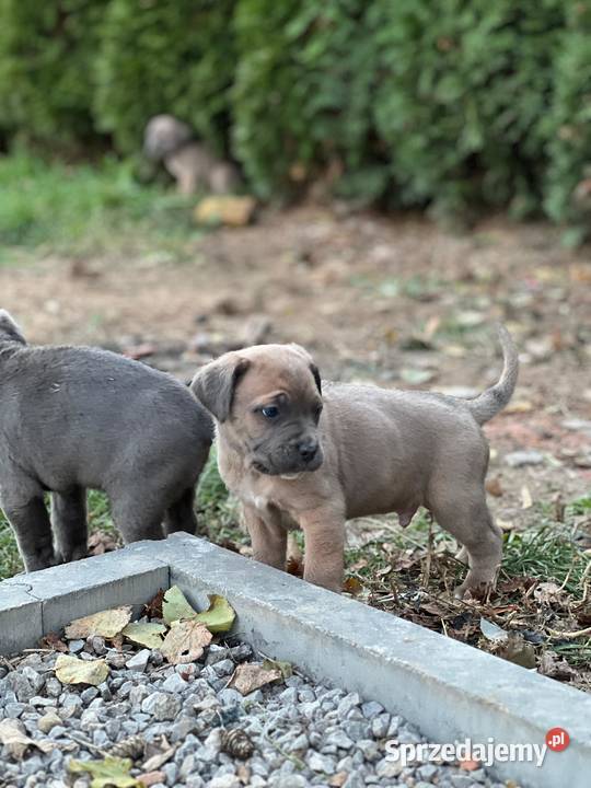 Cane Corso szczenieta rodowodowe błekitne i