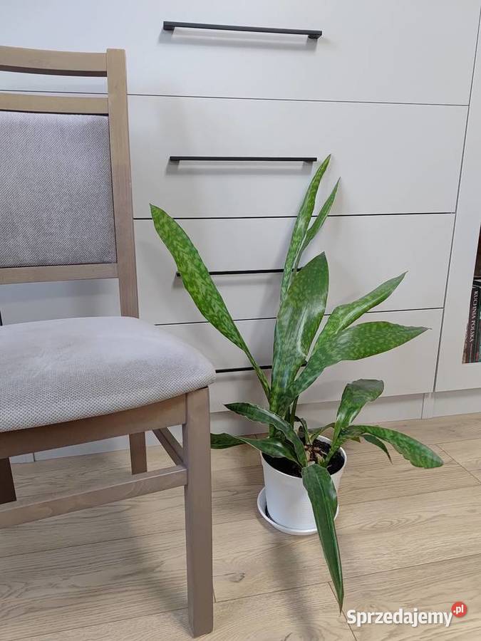 Sanseveria Aubrytiana Dragon Orły