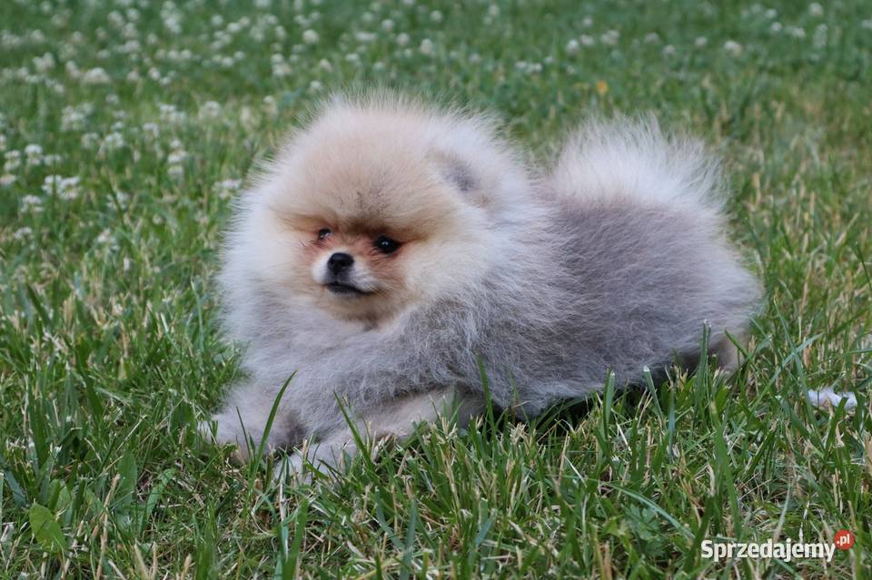 piękna dziewczyna pomeranian Pleszew sprzedam