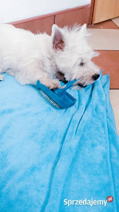 Wybitny szczeniak West Highland White terrier Modła Królewska