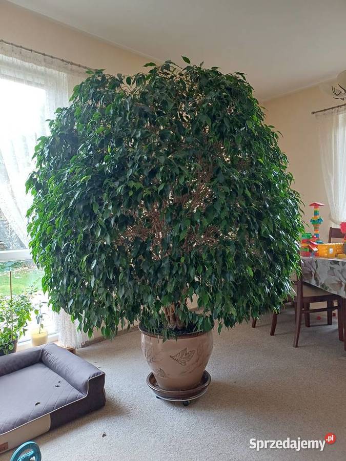 Fikus Beniamin Duży Szarłata