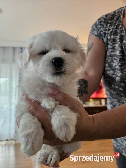 Szczeniaki maltańczyka mazowieckie