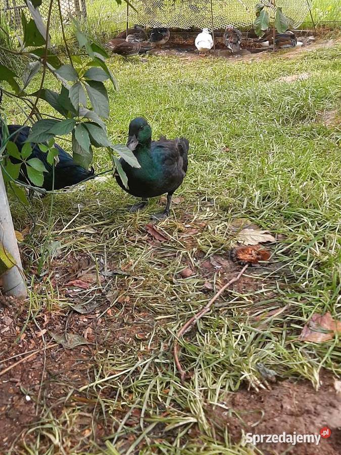 Kaczki szmaragdowe para Skała sprzedam