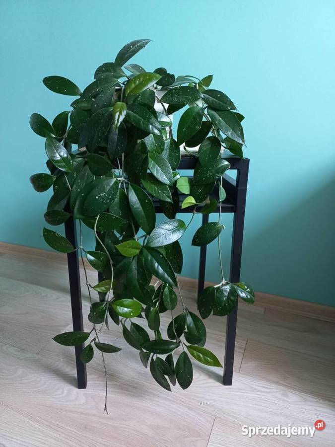 Hoja kwiat doniczkowy roślina pokojowa Kraków