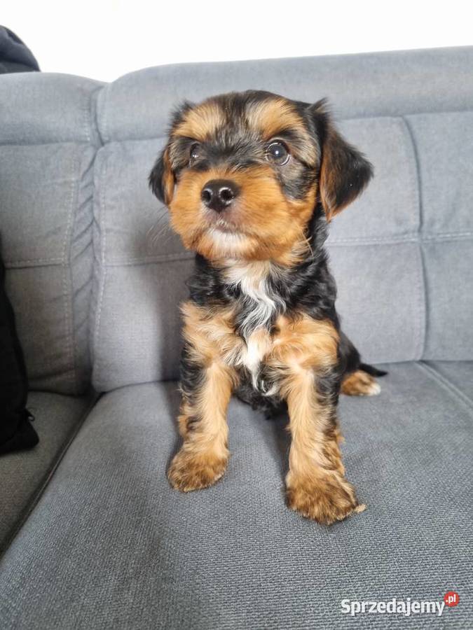 Szczeniaki York Sunia Klecie sprzedam