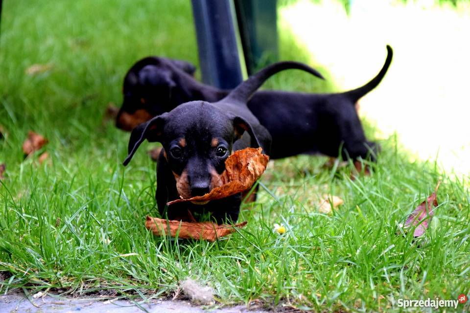 Jamniki Szczeniaki PIĘKNE Jamnik świętokrzyskie