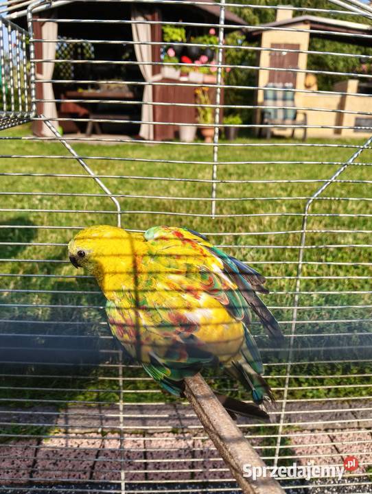 Świergoty para lęgowa piękne kolory