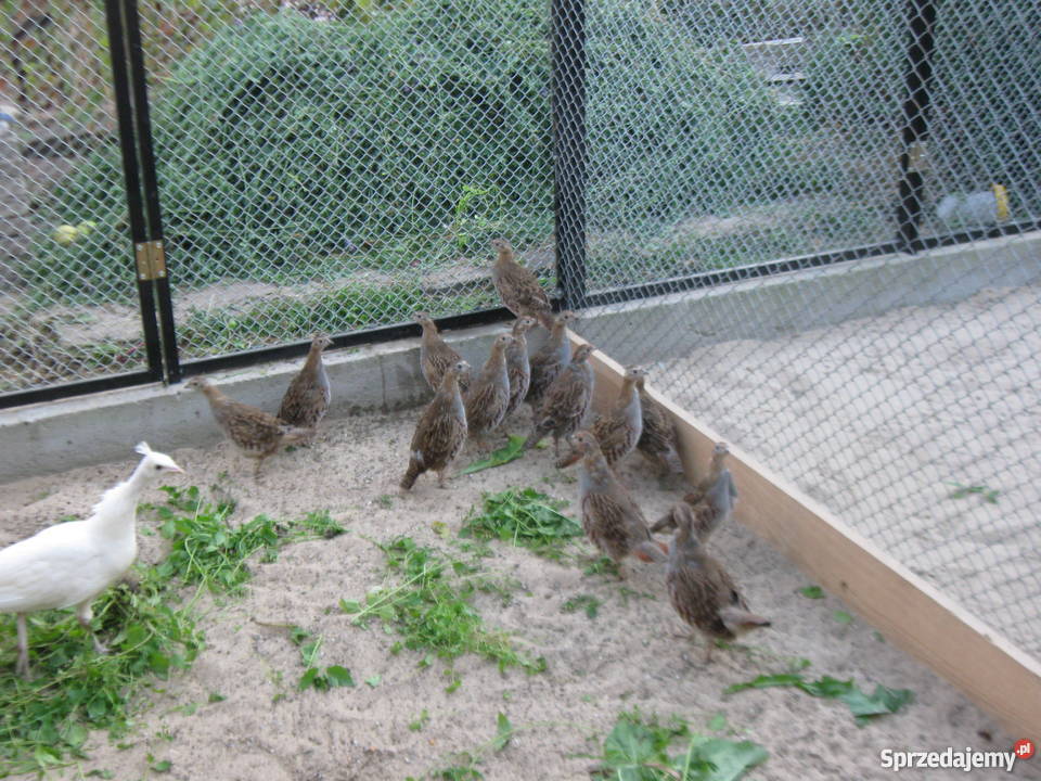 pawie kuropatwy wielkopolskie Jarocin