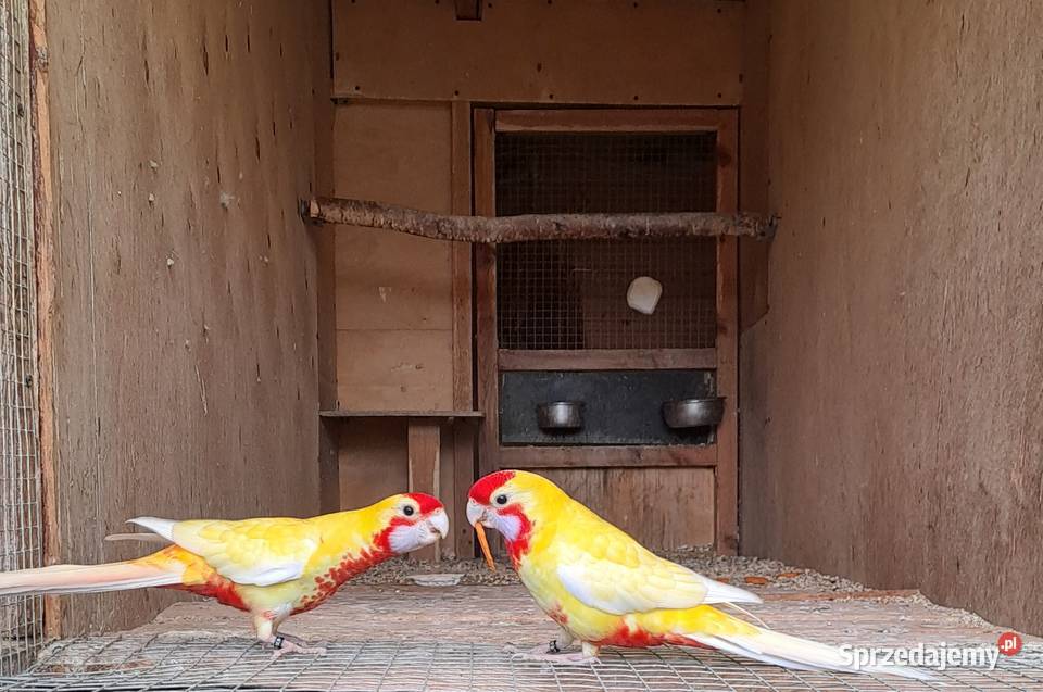 ROZELLE KRÓLEWSKIE mazowieckie Garwolin