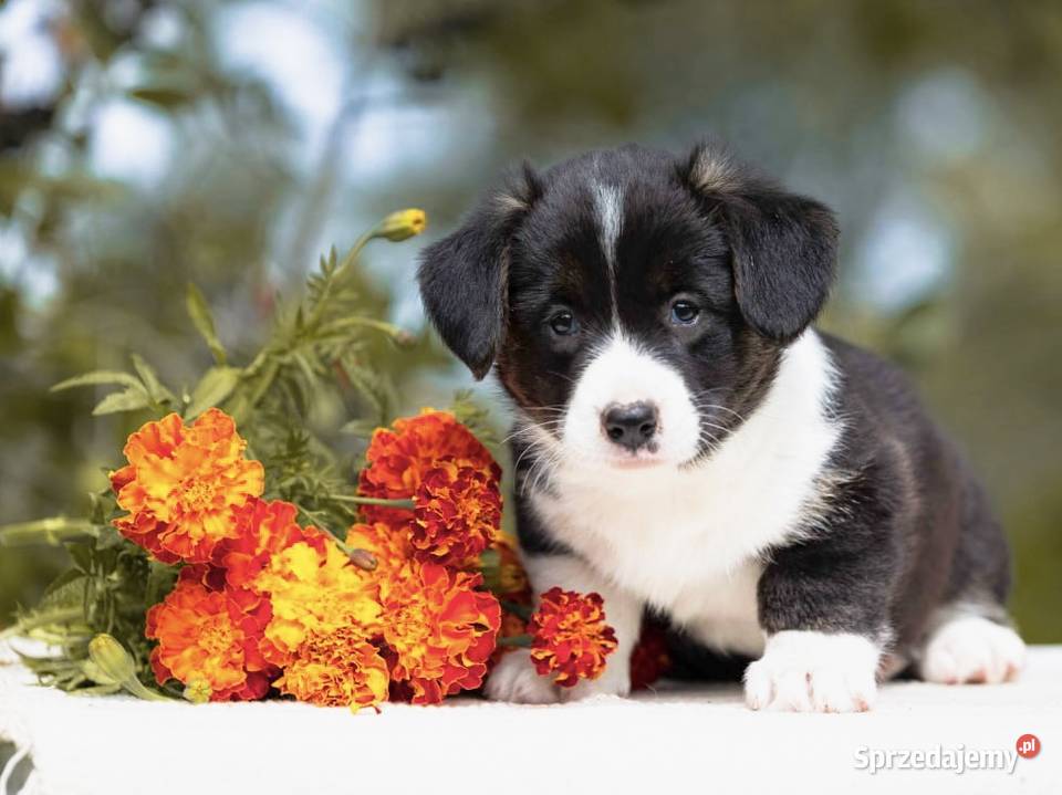 Szczeniaki Welsh Corgi Cardigan z rodowodem FCI Warszawa