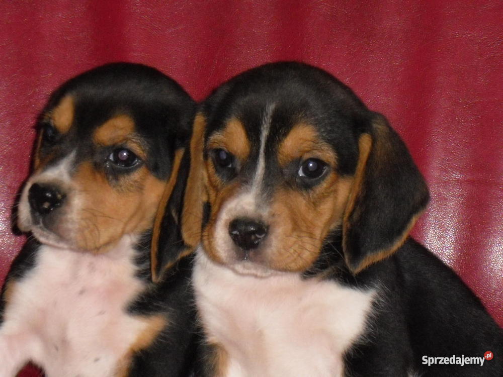 Beagle szczeniaki wielkopolska