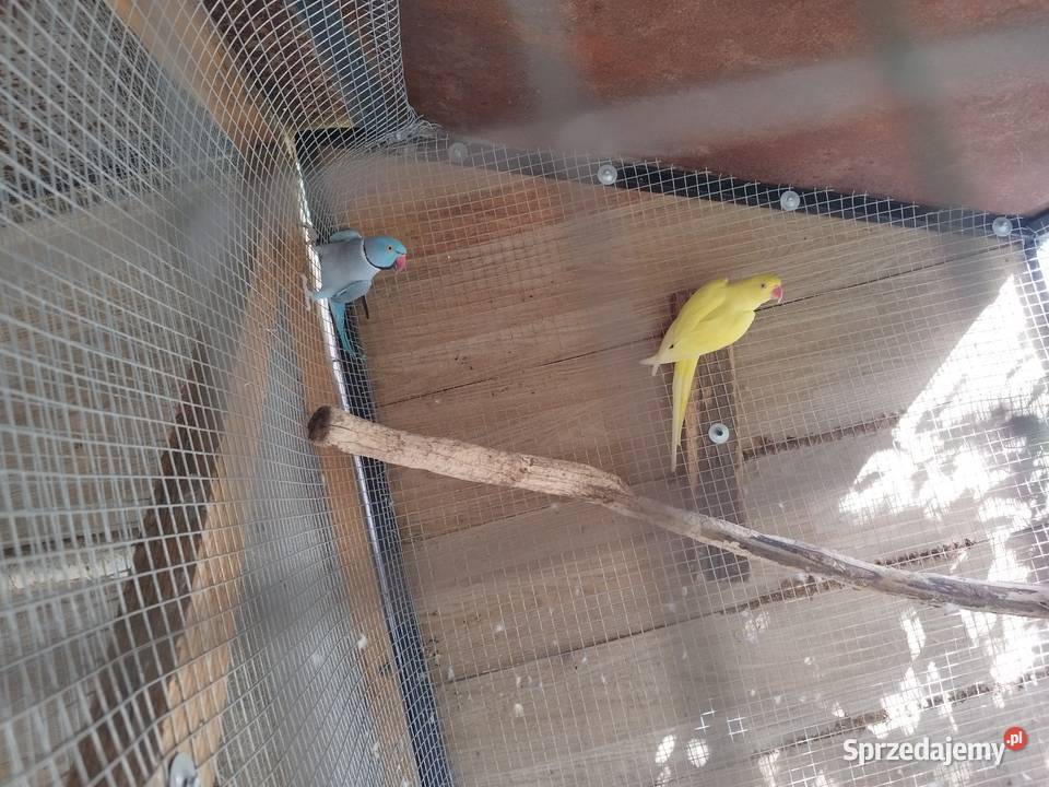 Rozelle Białolice Królewskie aleksandretty Szczerców