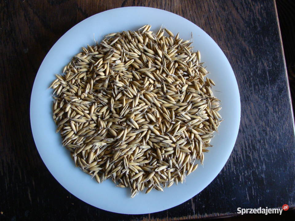 Sprzedam owies Bingo zachodniopomorskie