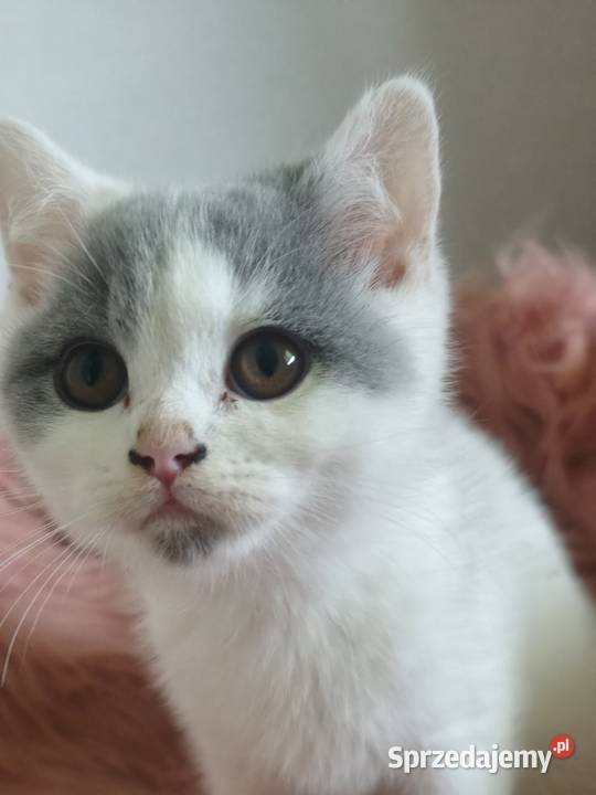 Brytyjski krótkowłosy Tarnów